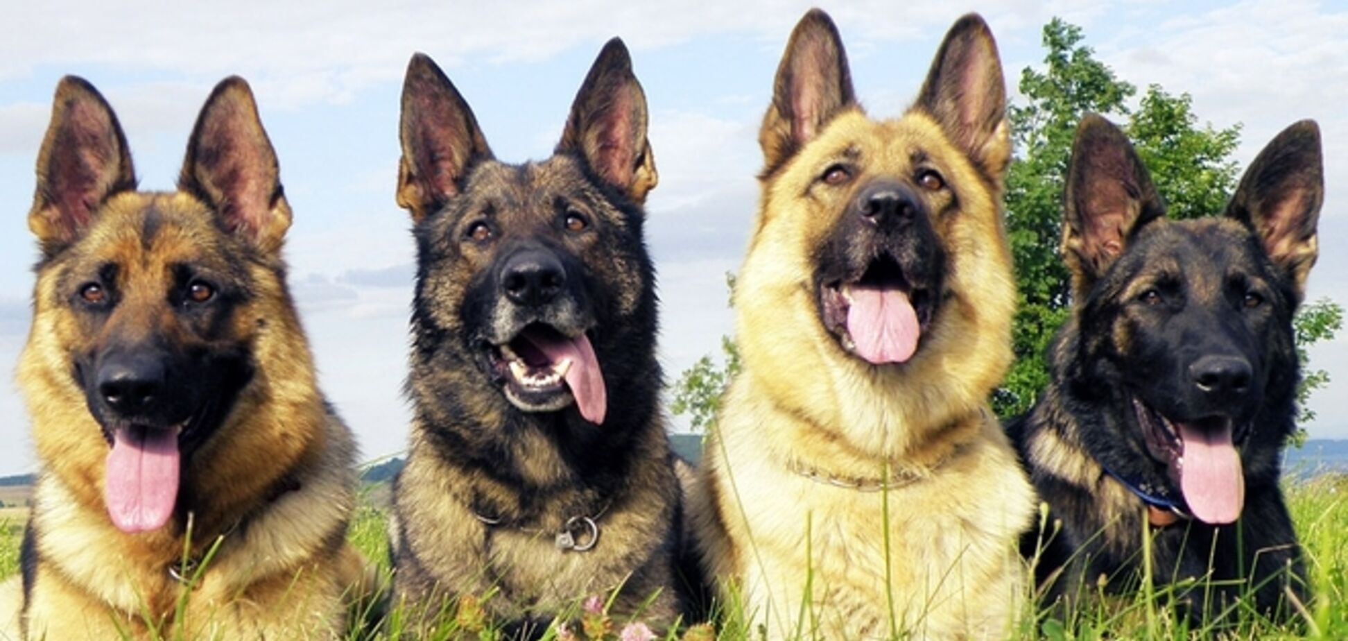 Кремлівські маріонетки образили собак медалями 'За визволення Криму'
