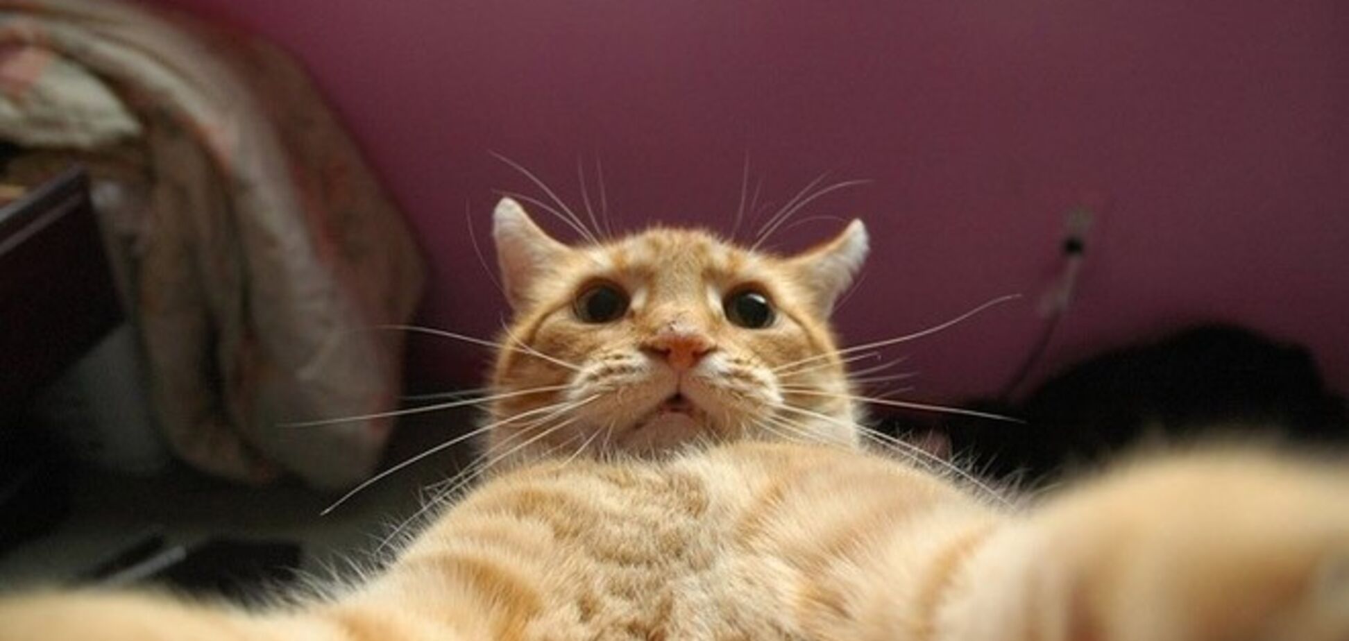 20 лучших 'селфи' котов