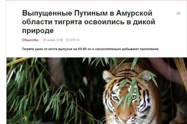 В то время как на Донбассе идут бои, российские СМИ судачат о тигрятах, выпущенных Путиным