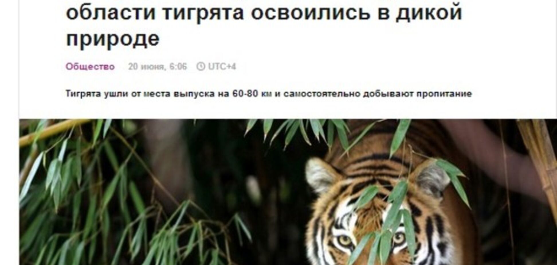 У той час як на Донбасі йдуть бої, російські ЗМІ пліткують про тигренята, випущених Путіним
