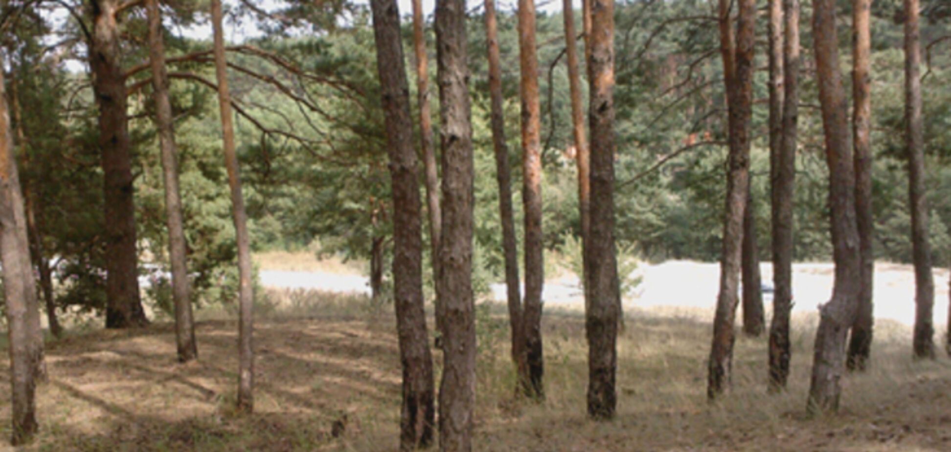 Син Богатирьової 'приватизував' ділянку на березі Дніпра вартістю майже в мільйон гривень