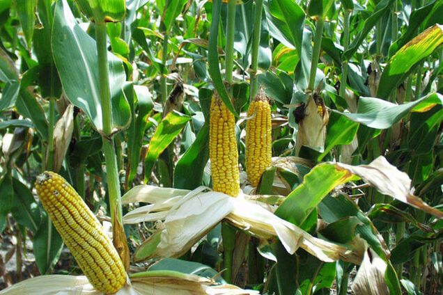 Россия собралась запрещать украинскую продукцию с помощью лжи