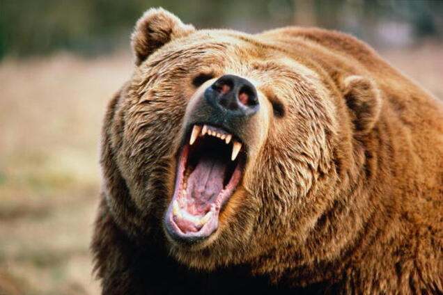 На Полтавщине медведь по локоть откусил руку 12-летней девочке
