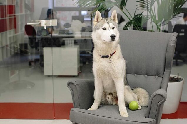 Домашние животные в офисе спасают от выгорания на работе. Реальные истории