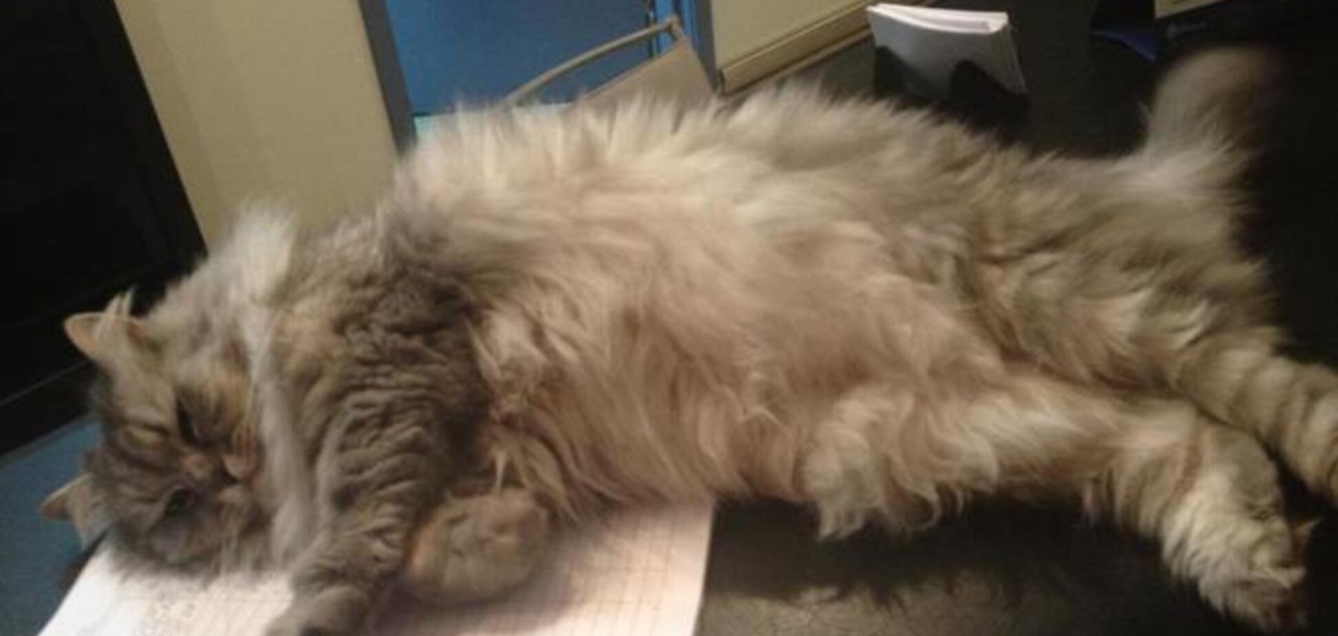 Любимая кошка главы АП пообещала, что на нее не будут тратить бюджетные деньги