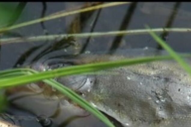 В Киеве река покрылась мертвой рыбой