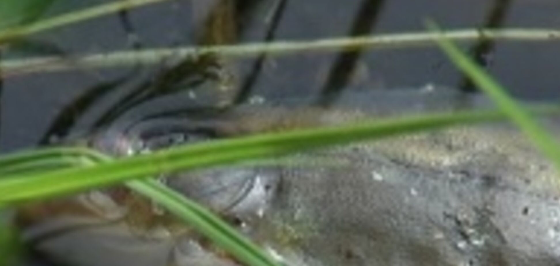 В Киеве река покрылась мертвой рыбой