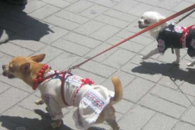 Украинцы одевают в вышиванки собак, авто и мобильные телефоны