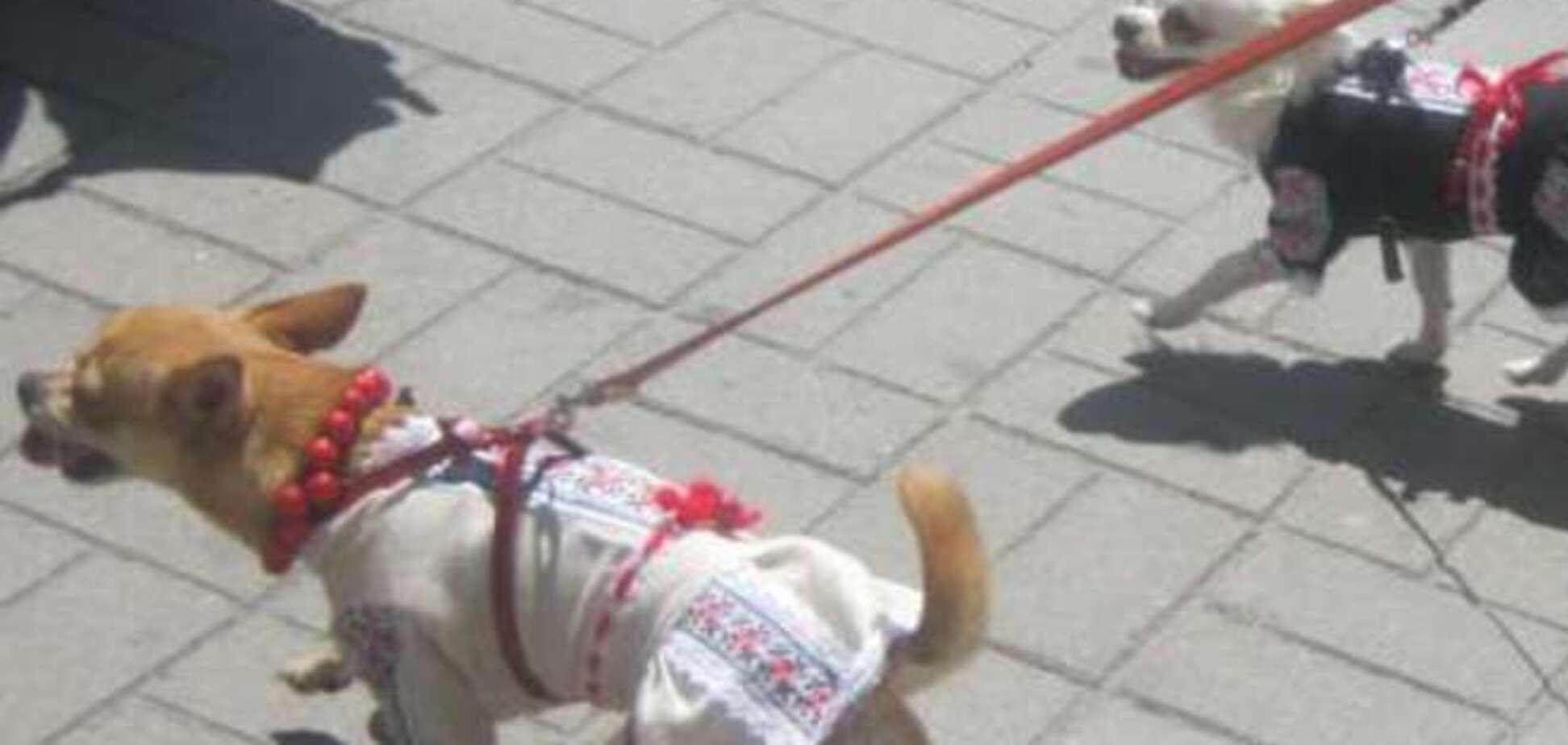 Украинцы одевают в вышиванки собак, авто и мобильные телефоны