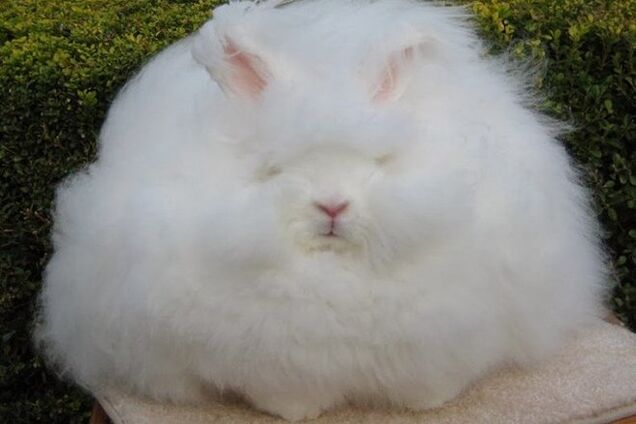 Как выглядит самый пушистый кролик в мире