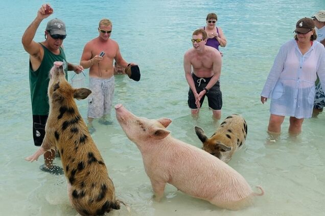 На дорогом курорте можно отдохнуть со свиньями     