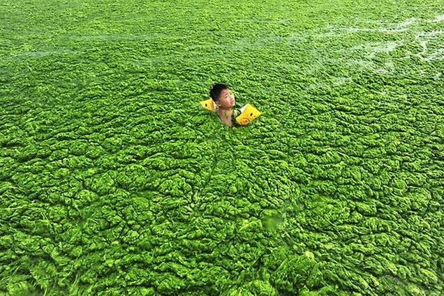 Дары моря: полезные свойства водорослей