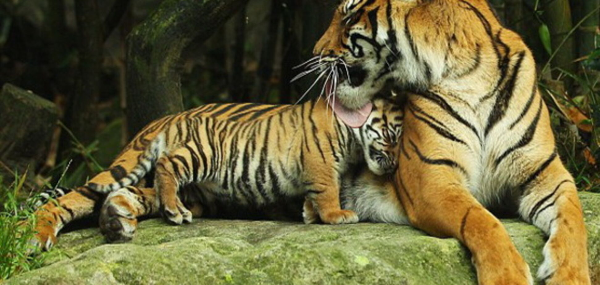 Мужчина прыгнул в вольер с тигром в Киевском зоопарке