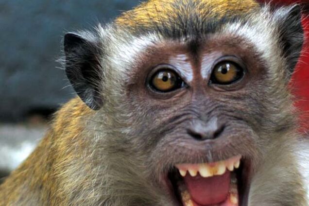 В Севастополе обезьяна убила младенца