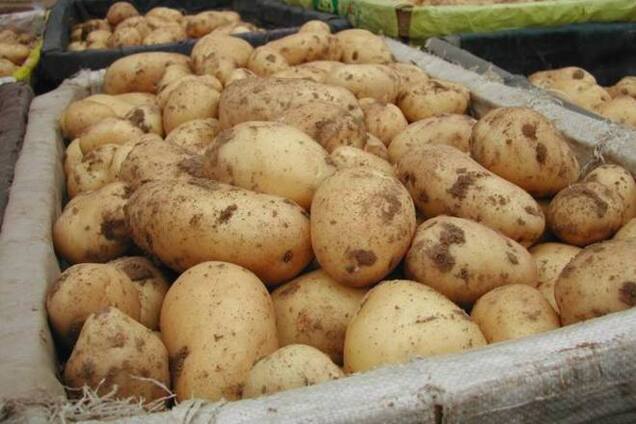 Беларусь по просьбе РФ забраковала украинский картофель