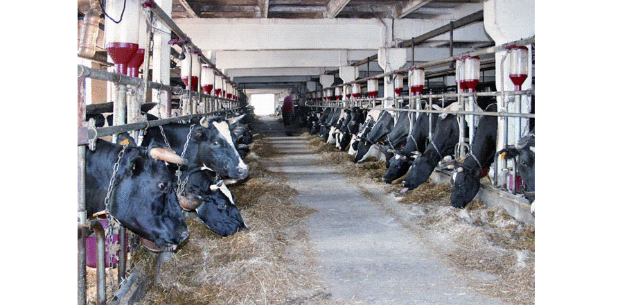 Канада пообещала выделить Украине $27,7 млн на развитие молочного бизнеса