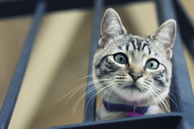 Уместно ли 'постить котиков' во время войны. Женское мнение