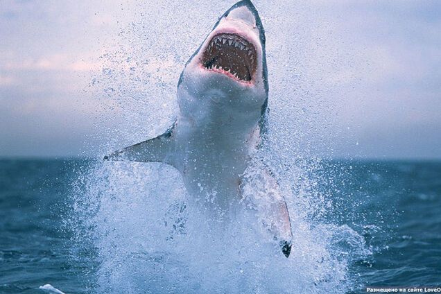 В Австралії біла акула до смерті вдавилася морським левом