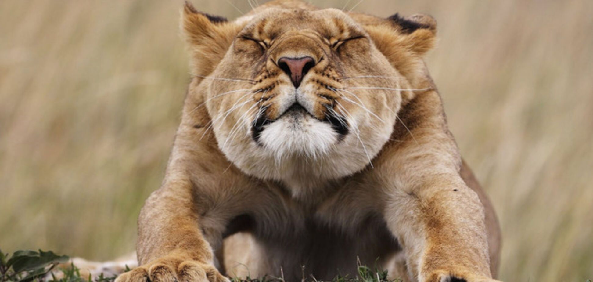 Фотоконкурс Wildlife Photograher of the Year 2014