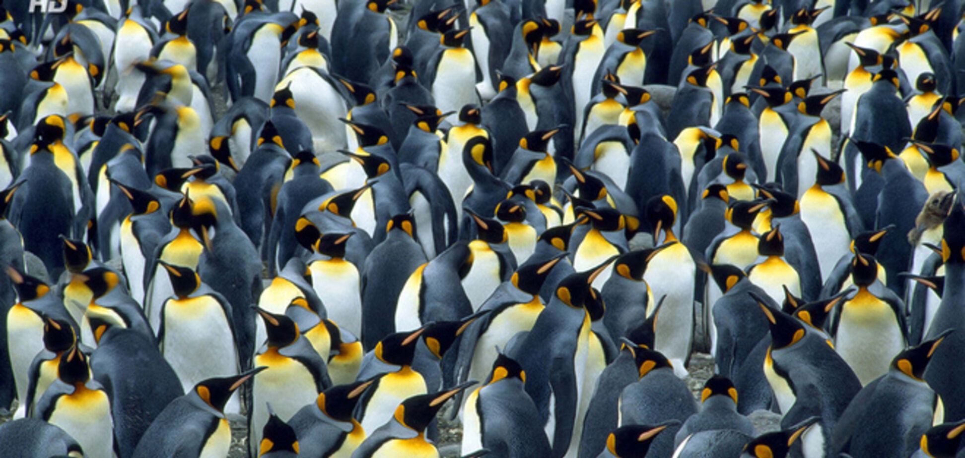 Пишність гігантських скупчень тварин