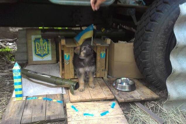 Самые младшие боевые товарищи украинских солдат