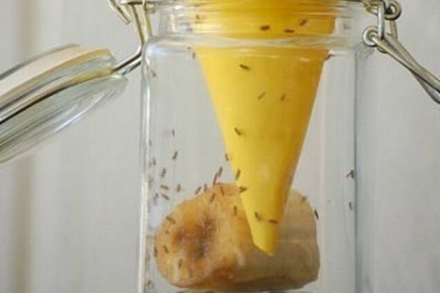 Как избавить дом от мушек, которые заводятся на фруктах