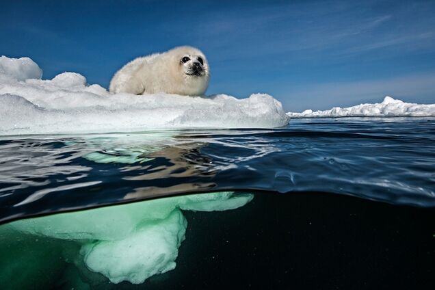 Кращі фото тижня від National Geographic - 26 липня 2014