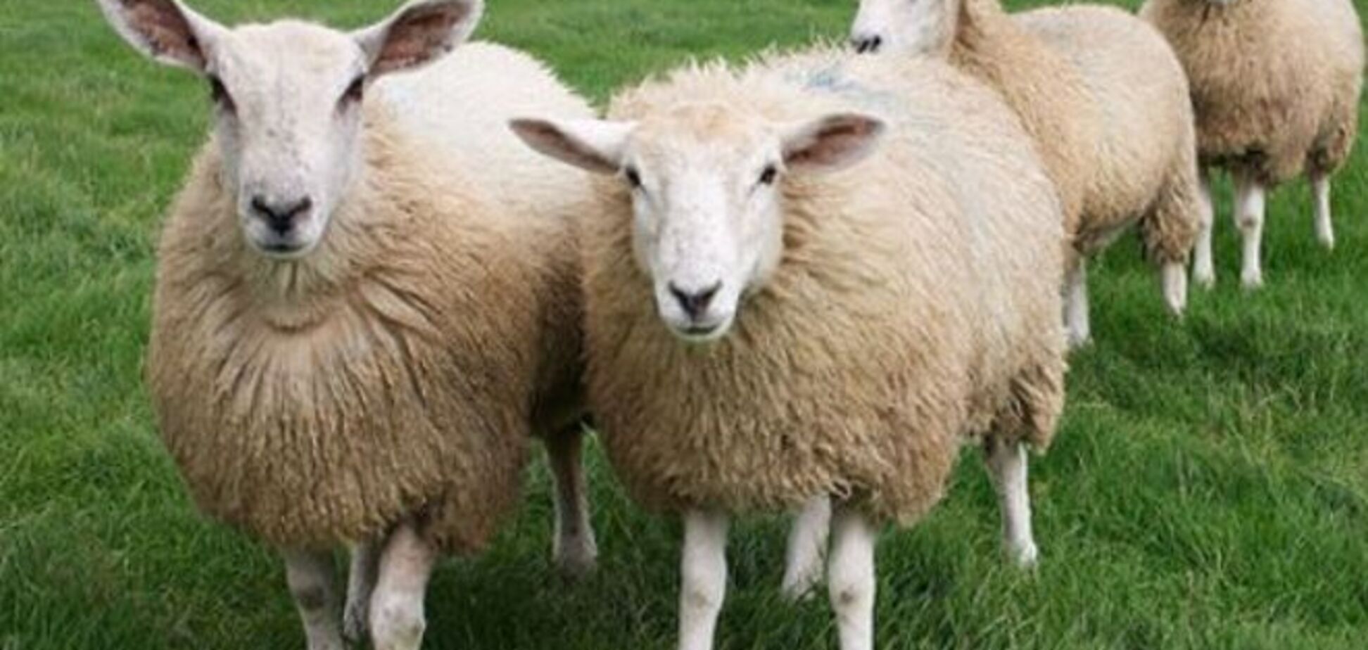 Террористы перегнали в Россию полтысячи овец