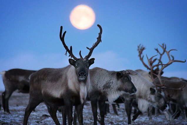 В ответ на санкции Запада Москва закрыла Чукотку для иностранцев