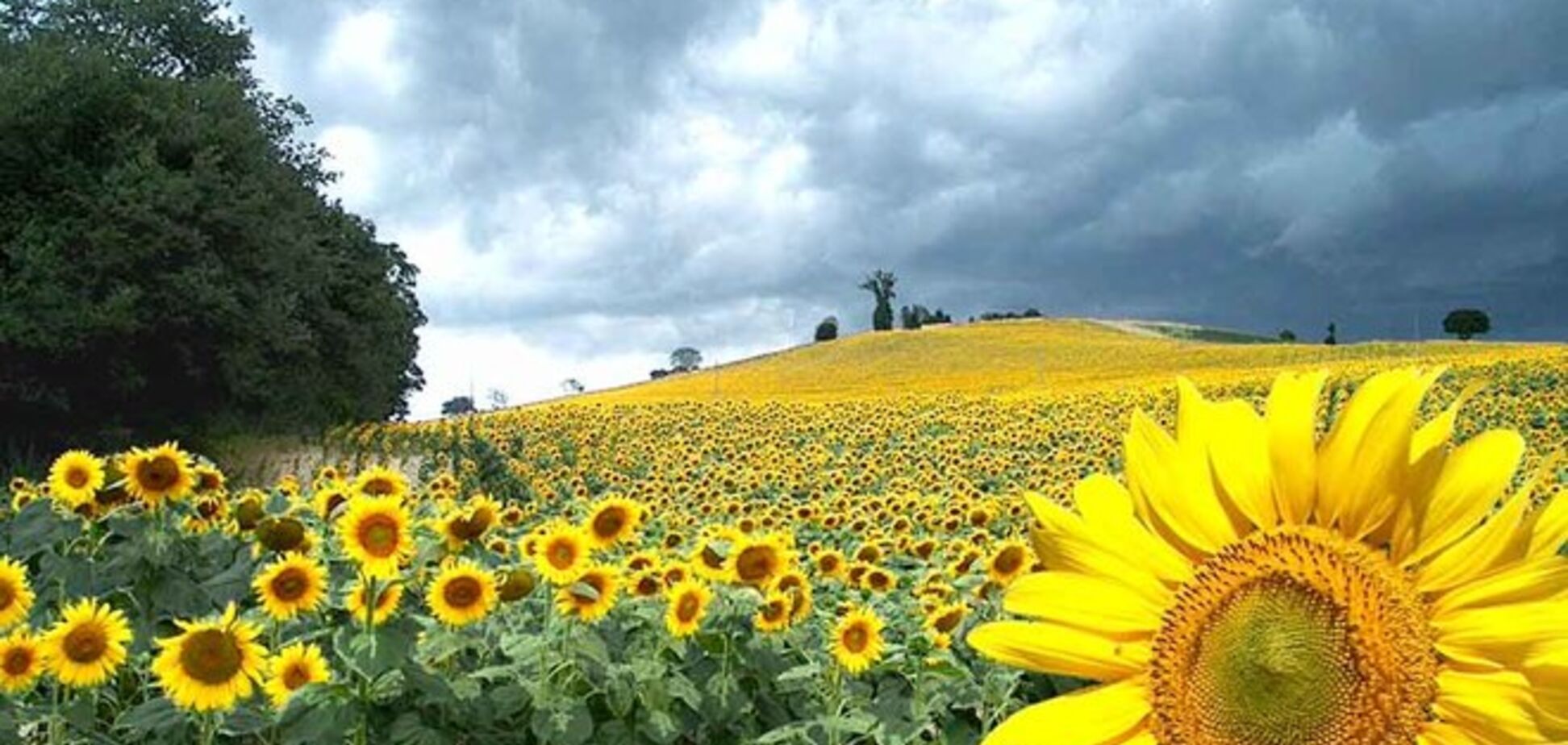 Россельхознадзору не понравилось украинское подсолнечное масло