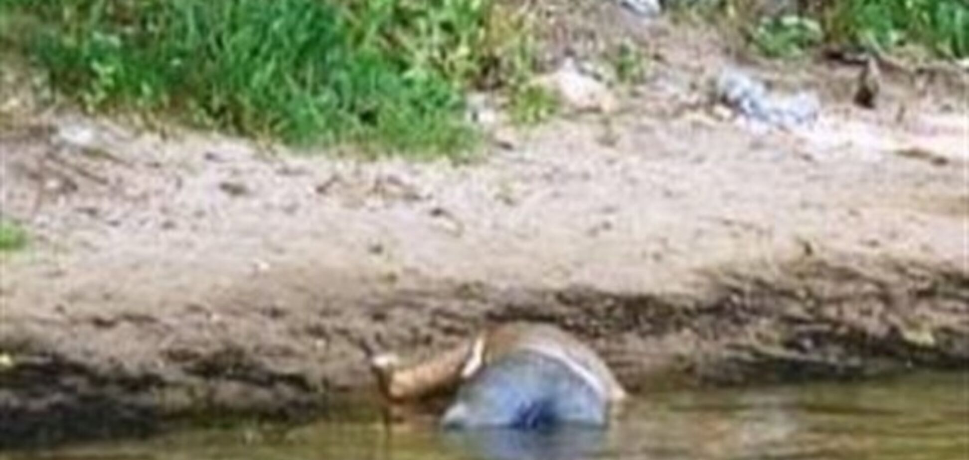 На берегу Горловского водохранилища обнаружили труп в наручниках