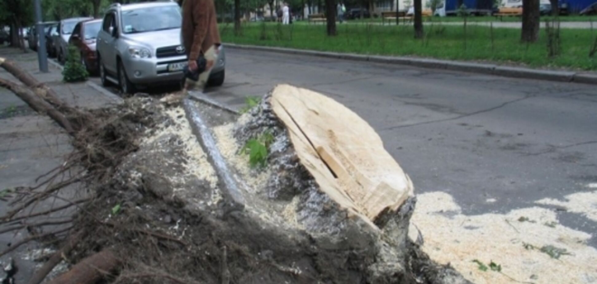 В центре Киева дерево упало на иномарку