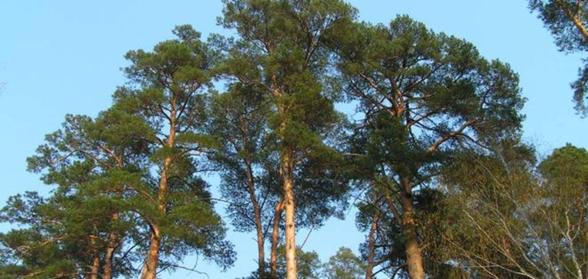 Партия развития Украины начала борьбу с незаконными застройщиками