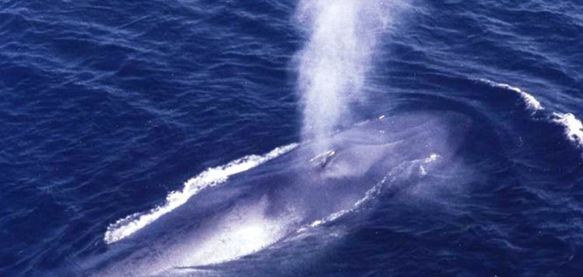 Голубой кит случайно перевернул лодку с людьми
