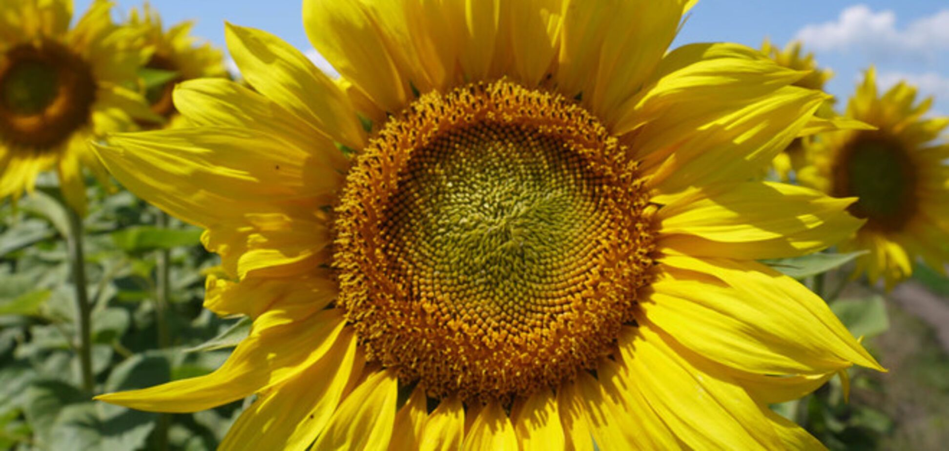 Как в Древнем Киеве Ивана Купала отмечали