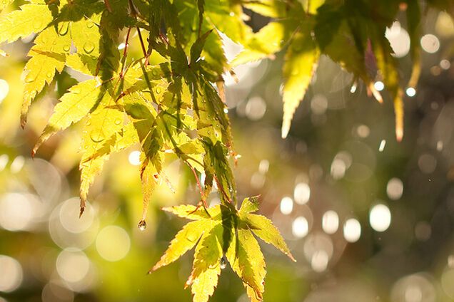 В среду в Украину придут жара и ливни