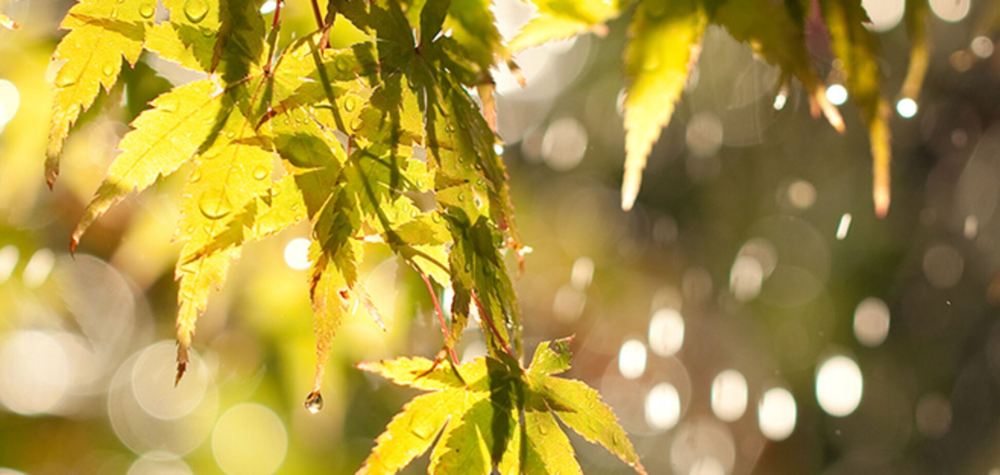 В среду в Украину придут жара и ливни