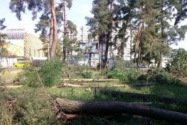 25 огромных сосен на Дарнице строители срубили незаконно