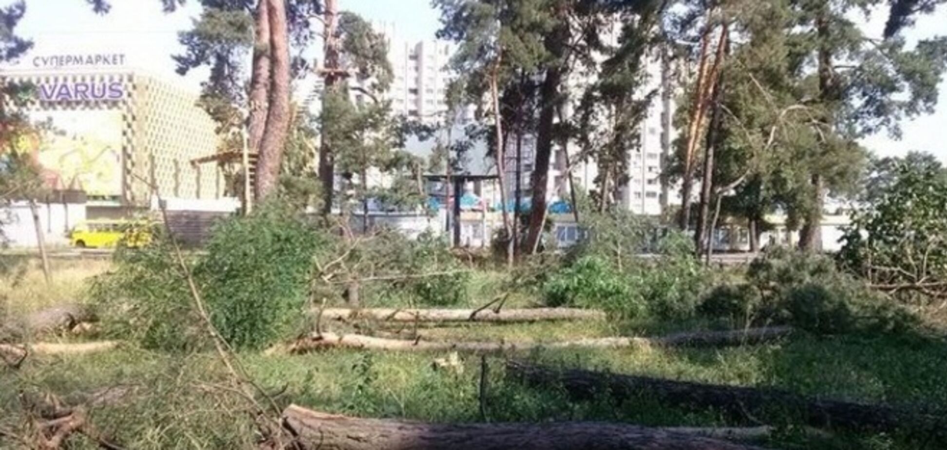 25 огромных сосен на Дарнице строители срубили незаконно