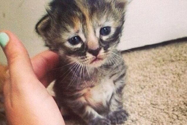 Грустный котенок - новая звезда интернета