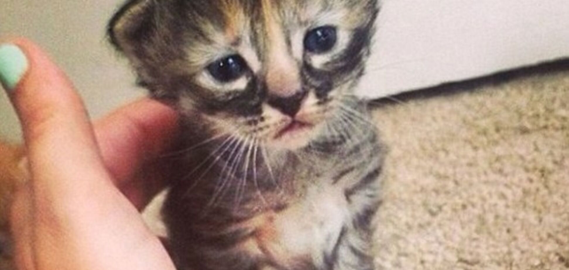 Грустный котенок - новая звезда интернета