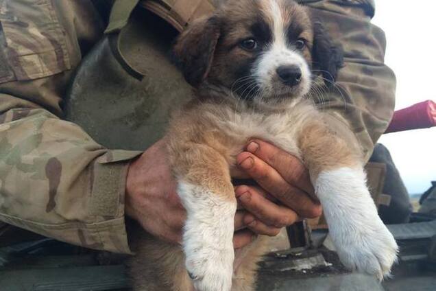 В соцсети появились фотоальбомы котов и собак из зоны АТО