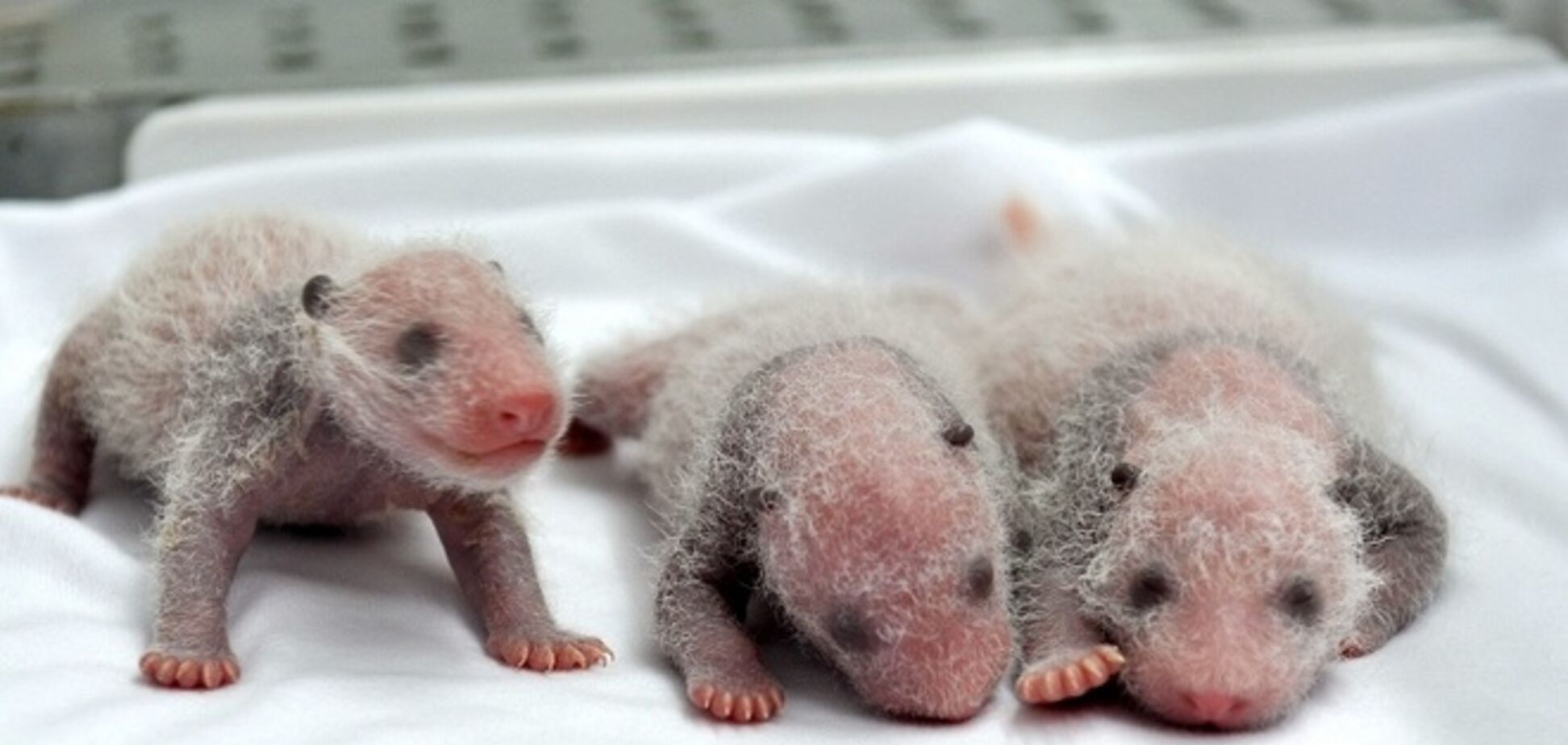 На свет появились первые в мире панды-тройняшки