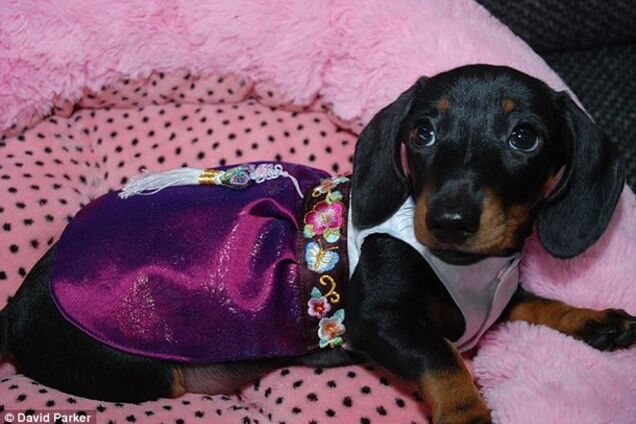 Женщина за $90 тыс. получила клон своей еще живой собаки