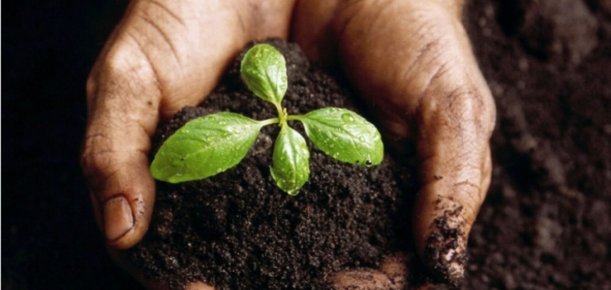 В Киеве возобновят земельные аукционы