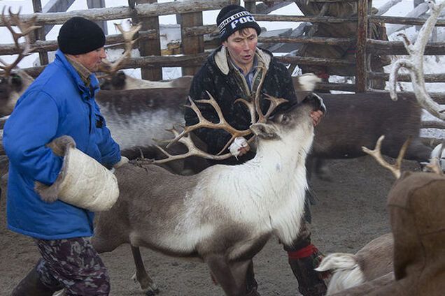 На Чукотці через санкції почнуть їсти диких оленів