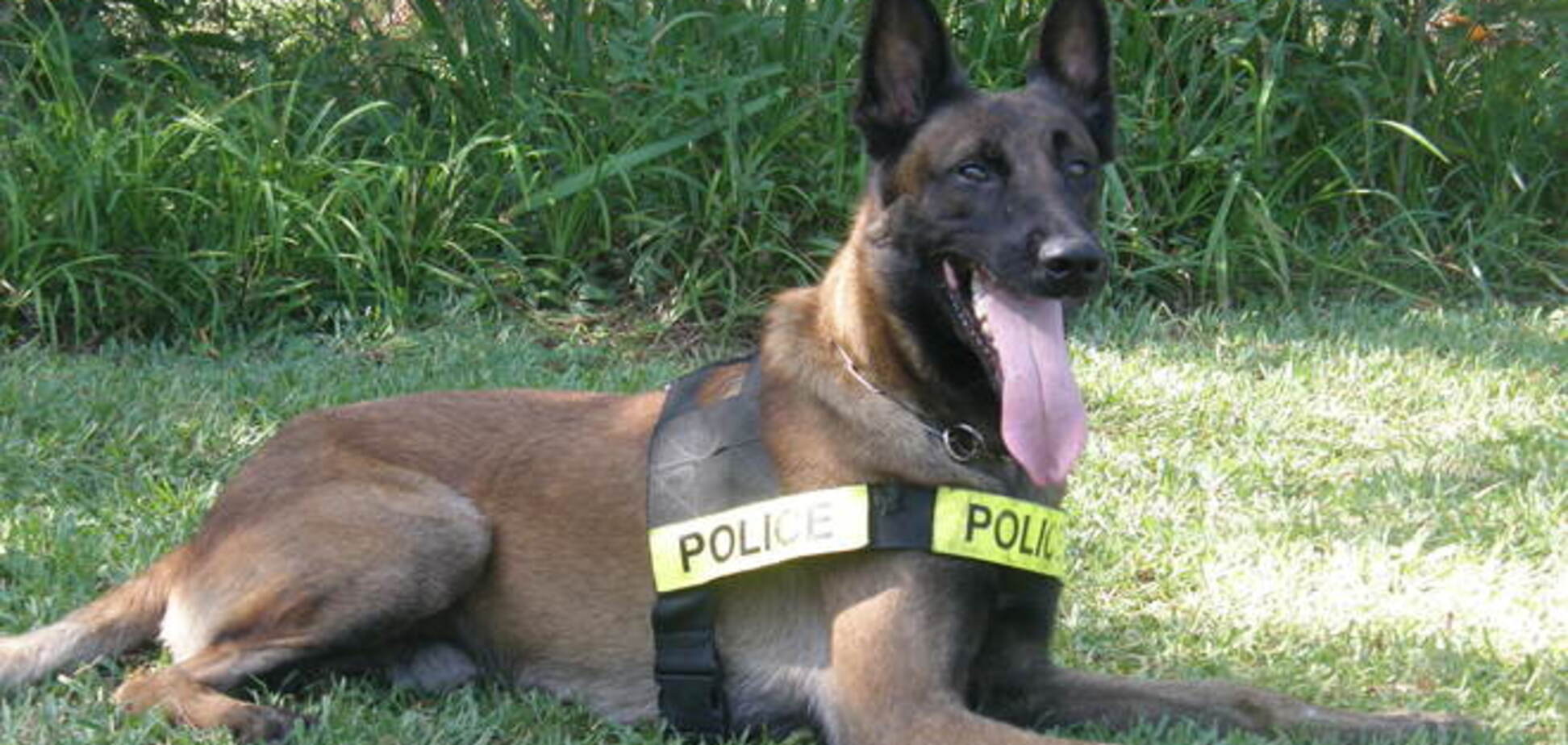 В Южной Корее клонируют собак для службы в полиции