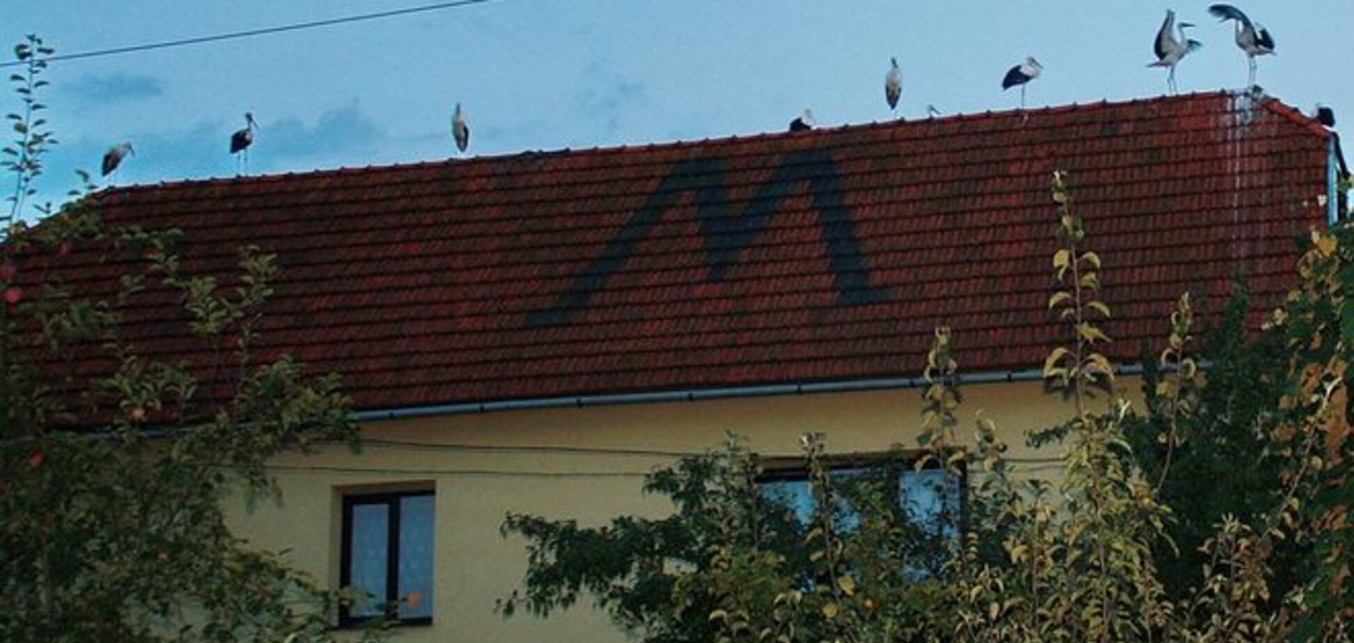 15 аистов село на крышу дома детского врача 