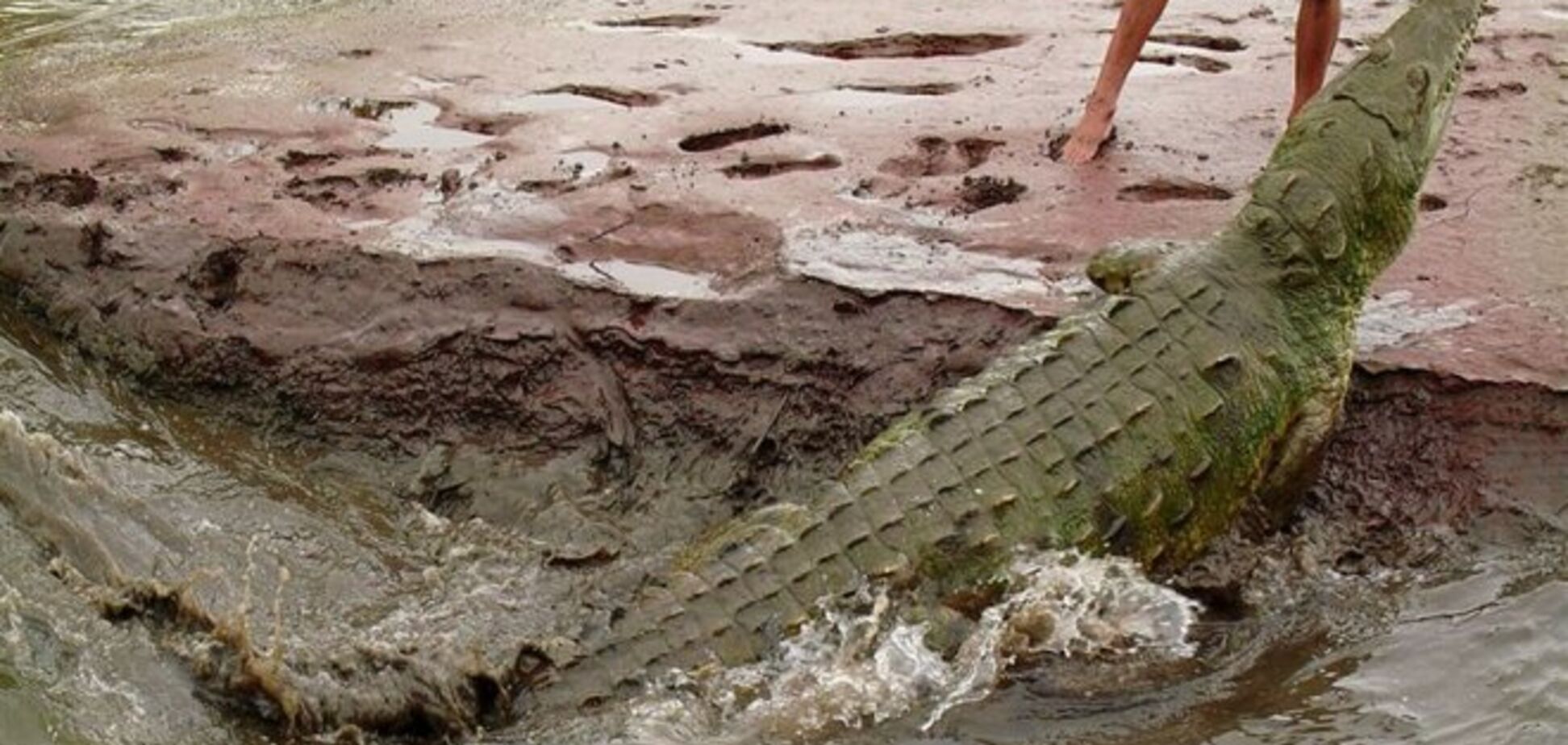 В Австралии рыбака убил редкий крокодил по кличке Майкл Джексон
