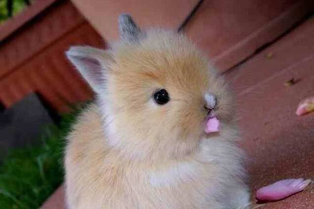 Фото веселого кролика взорвали интернет